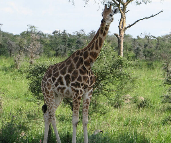 9 Days Rwanda Safari Tour