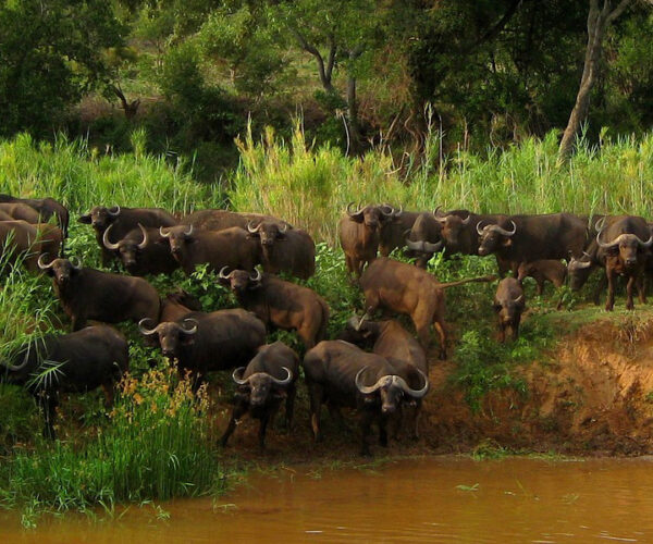 10 Days Uganda Wildlife Safari