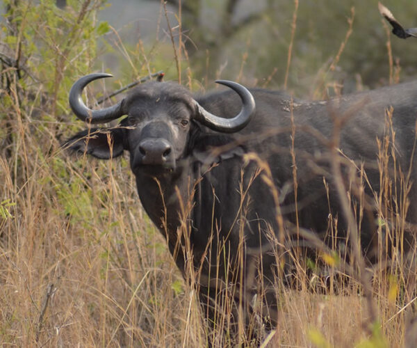 8 Days Rwanda Wildlife Adventure