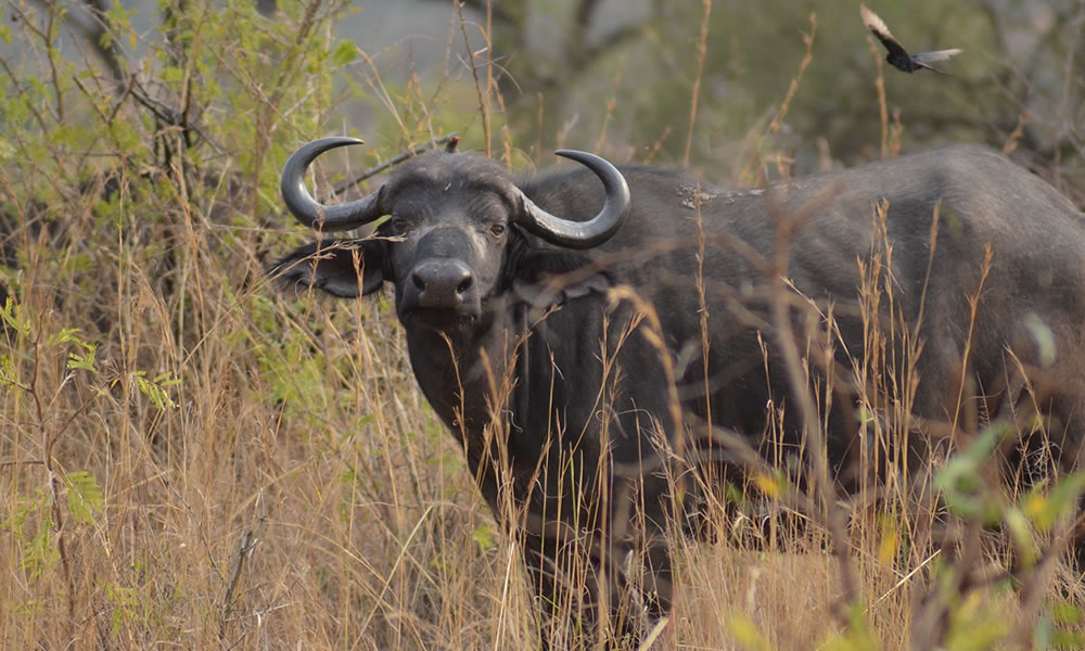 8 Days Rwanda Wildlife Adventure