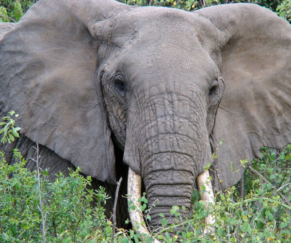 7 Days Classic Rwanda Wildlife Safari