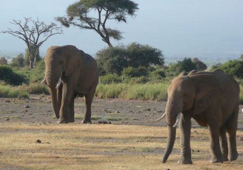 3 Days Amboseli National Park Safari