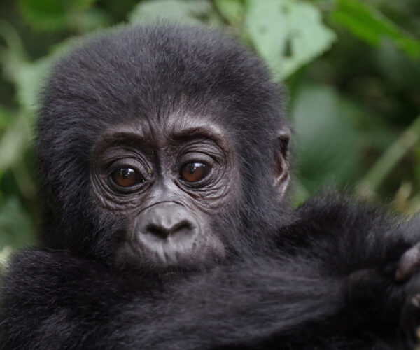4 Days Double Gorilla Trekking Uganda Tour