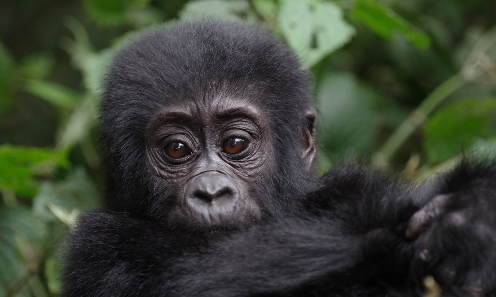 4 Days Double Gorilla Trekking Uganda Tour