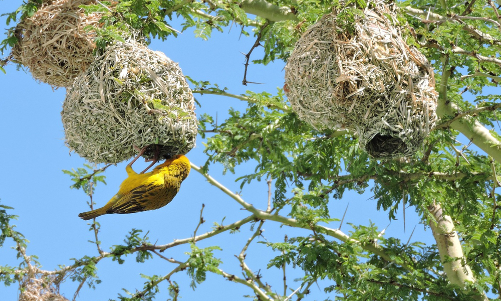 Bird Watching Tours in Rwanda