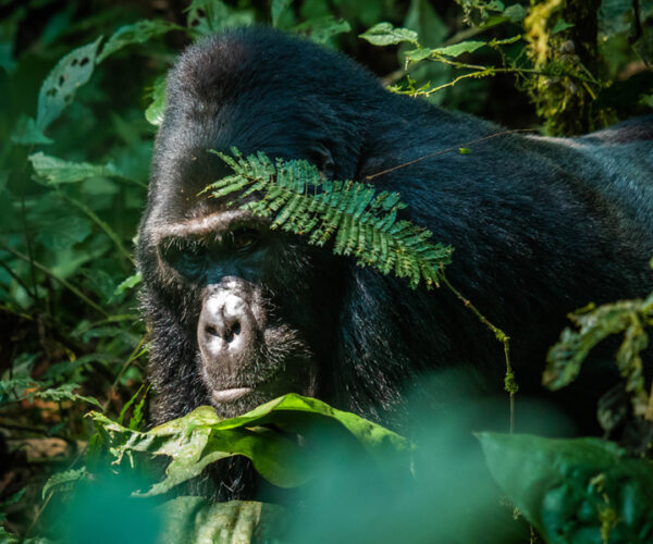 4 Days Gorilla Trekking Safari in Uganda