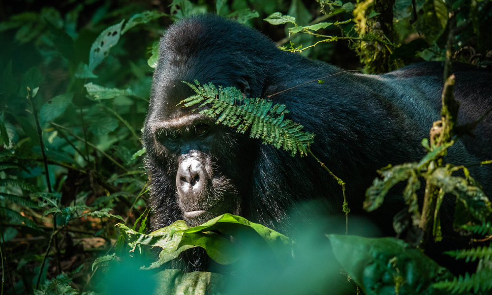 4 Days Gorilla Trekking Safari in Uganda