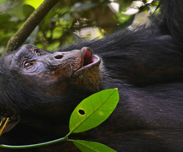 4 Days Chimpanzee Tracking Rwanda Tour