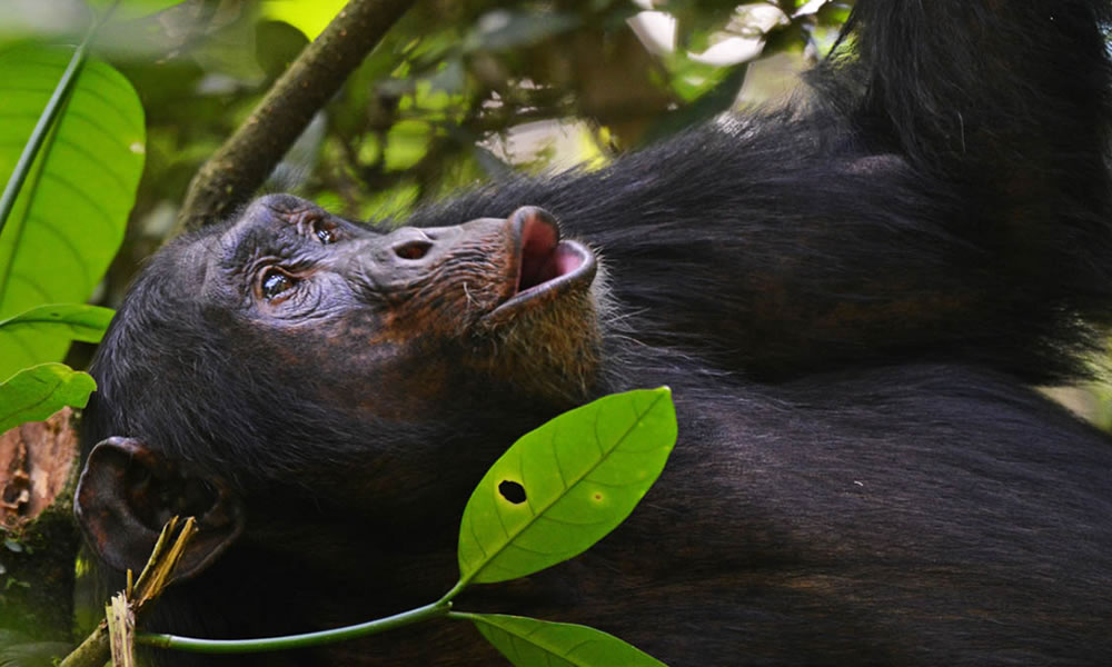4 Days Chimpanzee Tracking Rwanda Tour