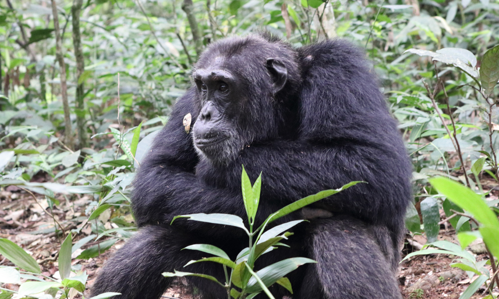 Chimpanzee Tracking in Nyungwe Forest National Park