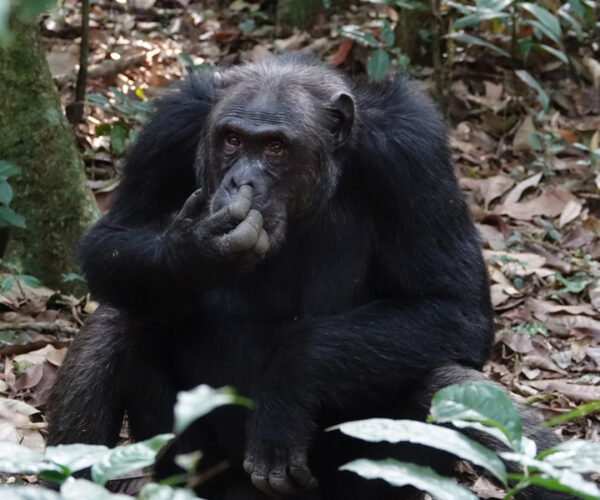 3 Days Kibale Chimpanzee Tracking Tour