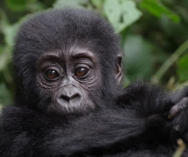 4 Days Gorilla Trekking in Virunga National Park