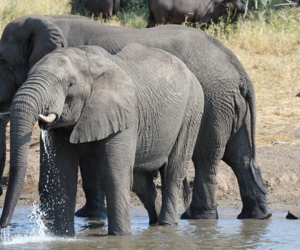 8 Days Wildlife Adventure in Uganda
