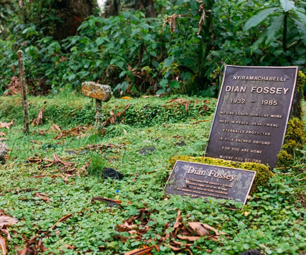 4 Days Rwanda Gorillas and Dian Fossey Tomb Hike