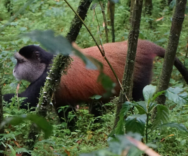 4 Days Gorilla and Golden Monkey Tracking Tour