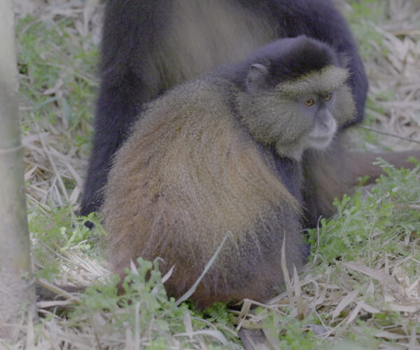 3 Days Golden Monkey Tracking in Mgahinga National Park