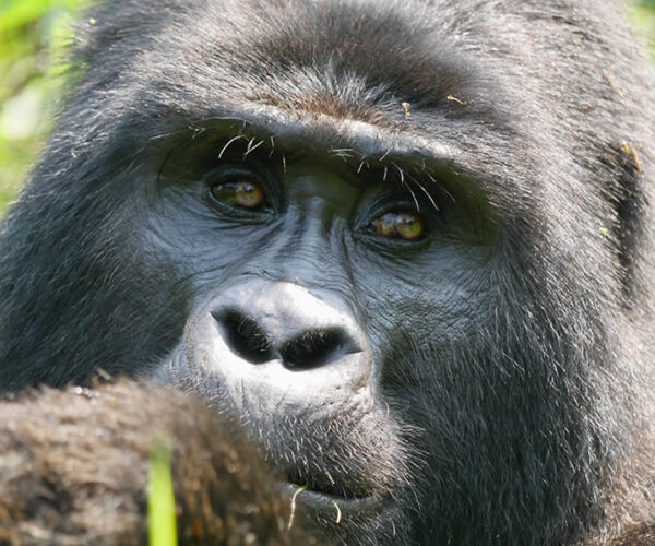 5 Days Gorilla Trekking Safari in Rwanda