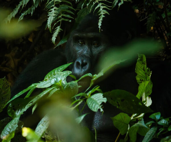 6 Days Rwanda Wildlife and Gorilla Trekking Tour