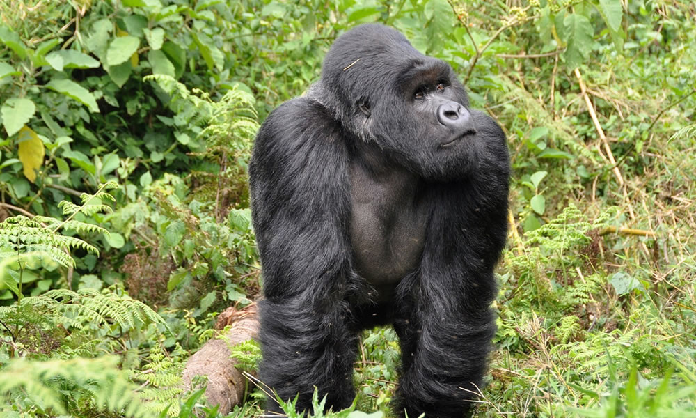 Rwanda Gorilla Permit