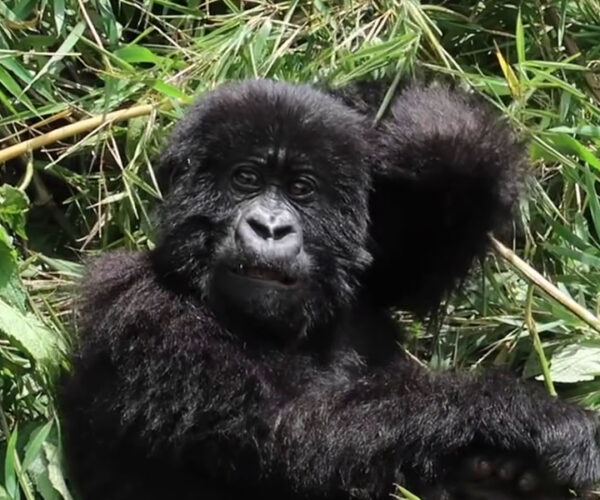 4 Days Double Gorilla Trekking Rwanda Safari