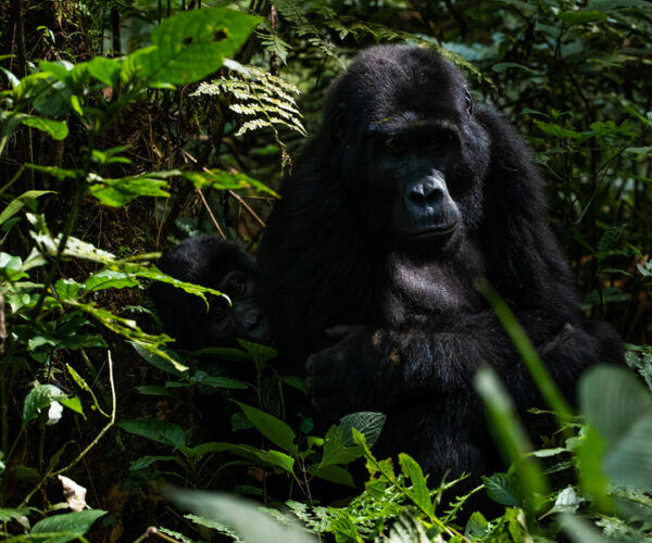 3 Days Uganda Gorilla Trekking Safari