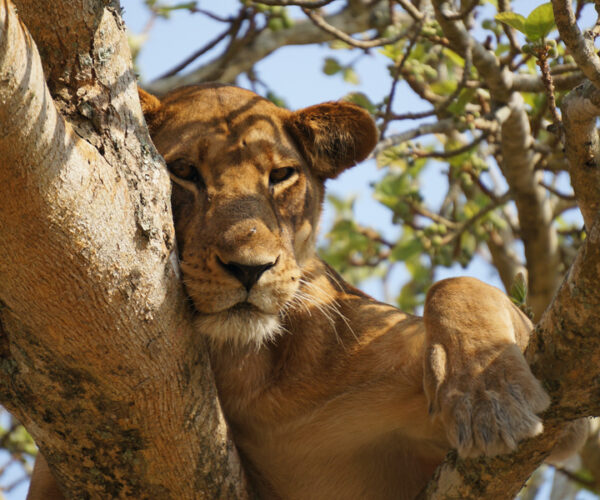 3 Days Queen Elizabeth National Park Tour