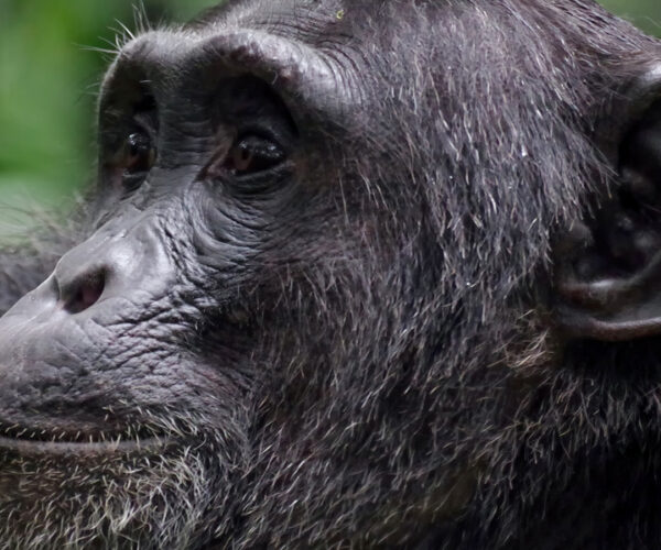 5 Days Uganda Primate Tracking Safari