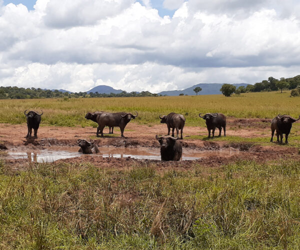 4 Days Uganda Wildlife Safari