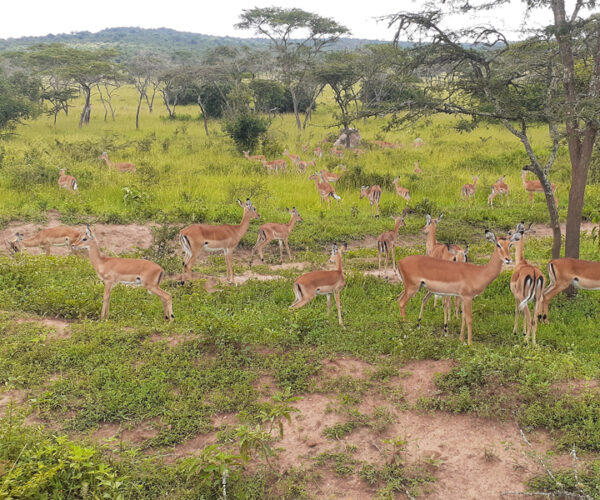 3 Days Lake Mburo National Park Tour