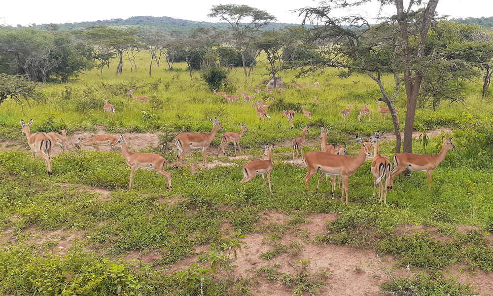 3 Days Lake Mburo National Park Tour
