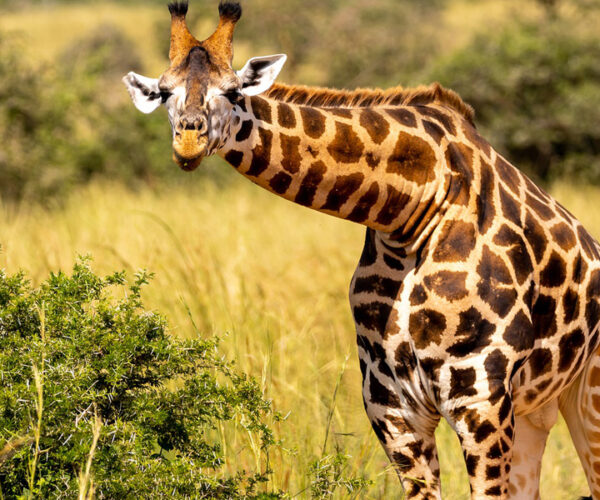 7 Days Northern Uganda Wildlife Tour