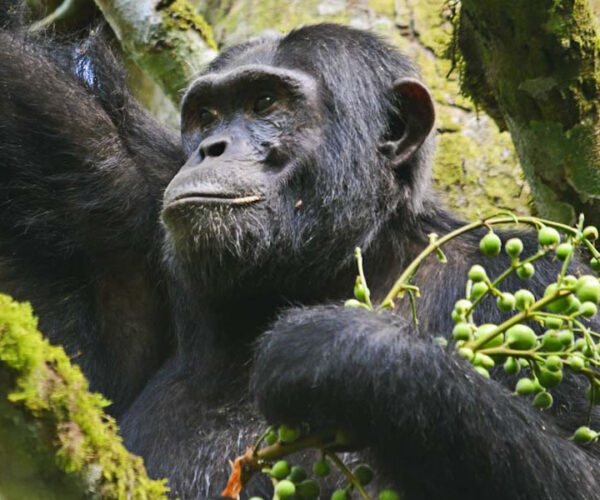 3 Days Chimpanzee Tracking in Nyungwe Forest National Park