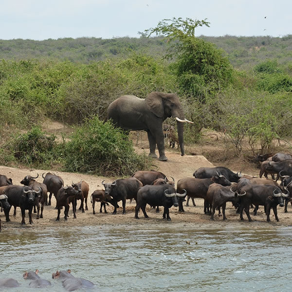 Queen Elizabeth National Park
