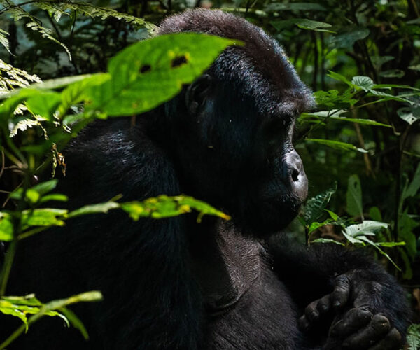 10 Days Best of Rwanda Safari Tour