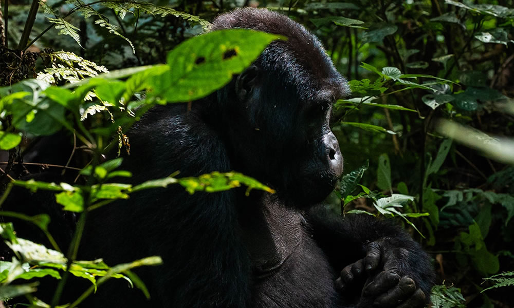 10 Days Best of Rwanda Safari Tour