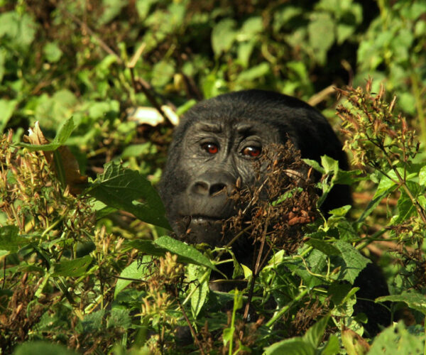 6 Days Best of Western Uganda Tour