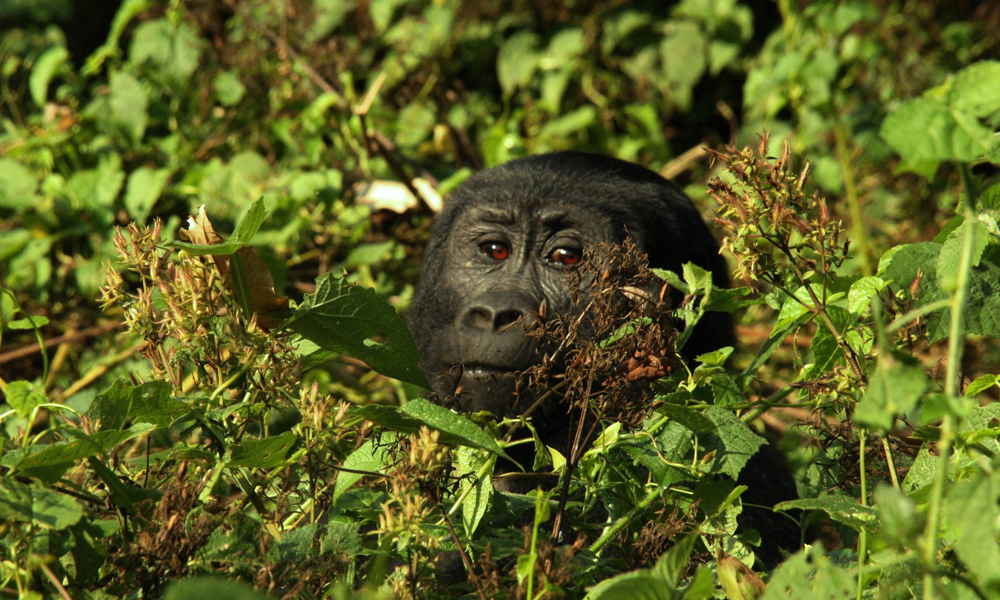 6 Days Best of Western Uganda Tour