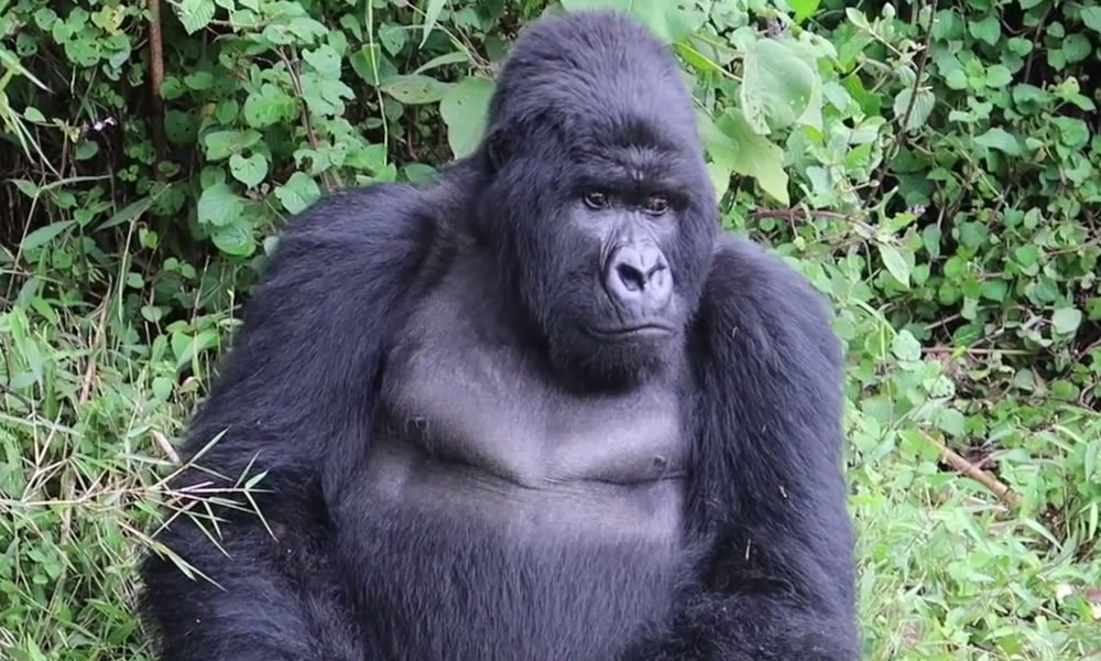 4 Days Rwanda Gorilla Trekking Safari
