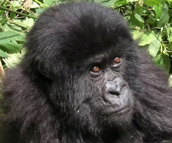 2 Days Rwanda Gorilla Trekking Tour