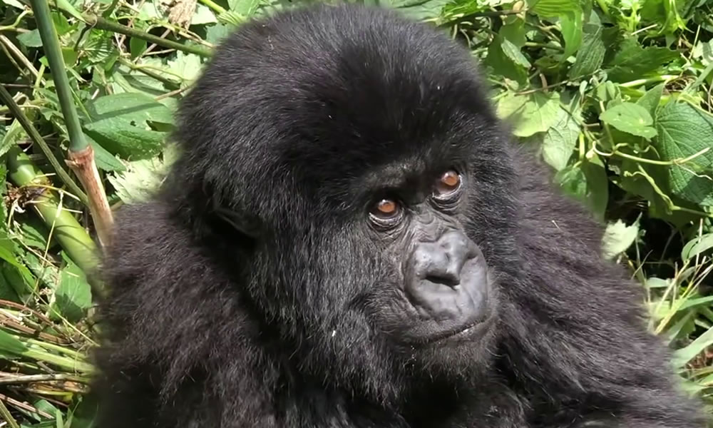 2 Days Rwanda Gorilla Trekking Tour