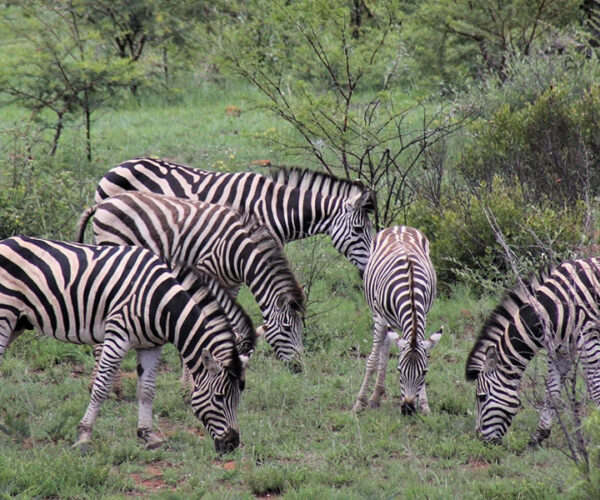3 Days Akagera National Park Tour