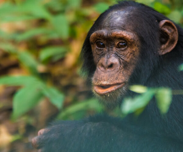 3 Days Chimpanzee Tracking in Nyungwe Forest