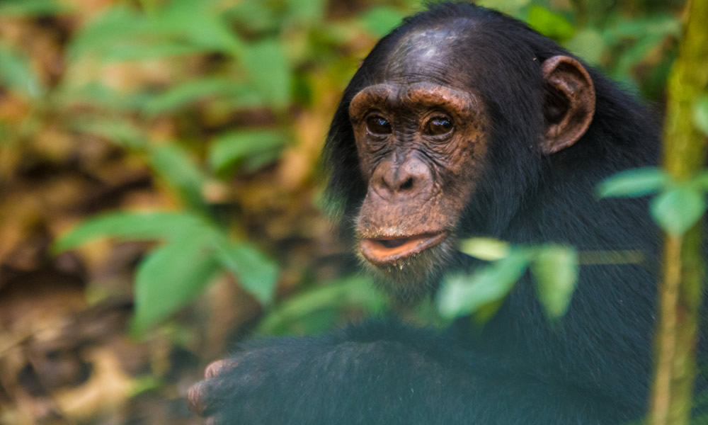 3 Days Chimpanzee Tracking in Nyungwe Forest