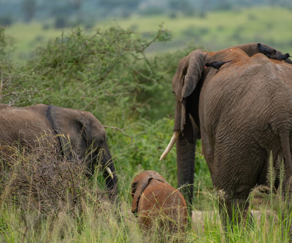 1 Day Akagera National Park Safari