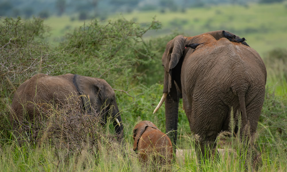 1 Day Akagera National Park Safari