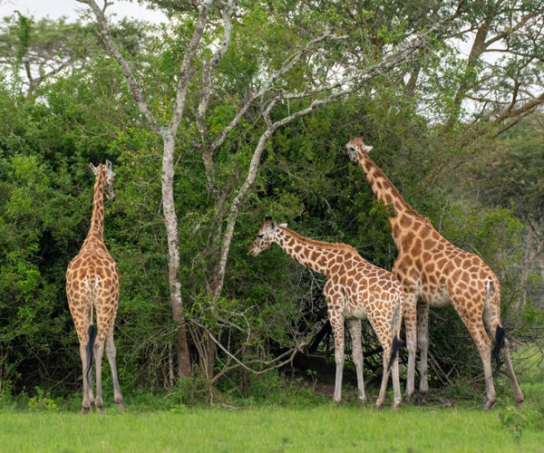 3 Days Tour to Akagera National Park