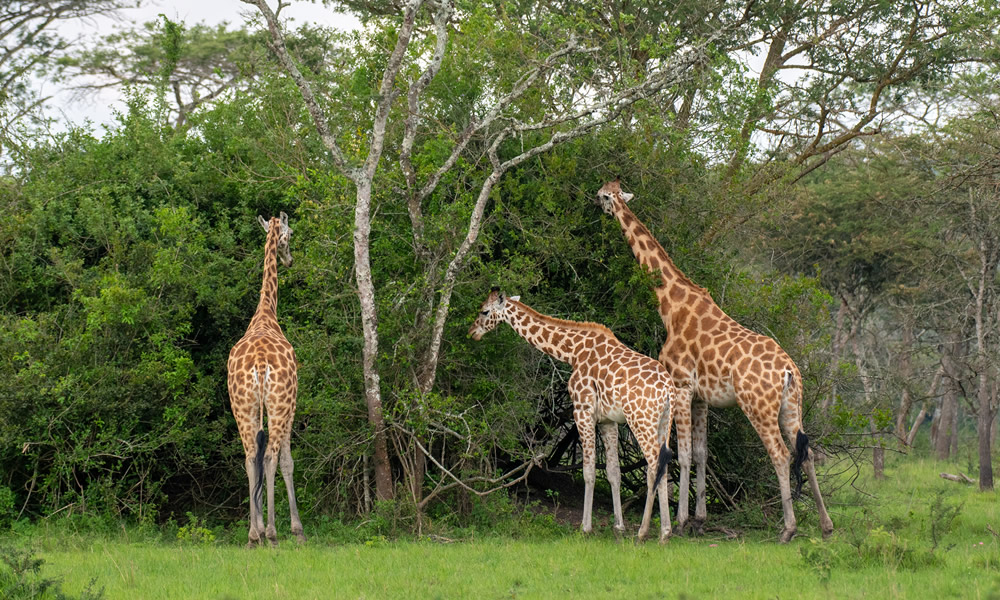 3 Days Tour to Akagera National Park