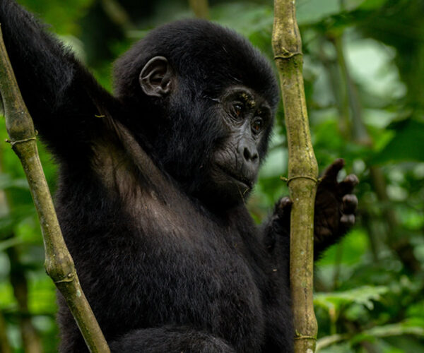 2 Day Gorilla Trekking Safari in Rwanda