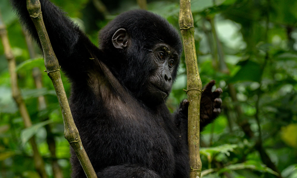 2 Day Gorilla Trekking Safari in Rwanda