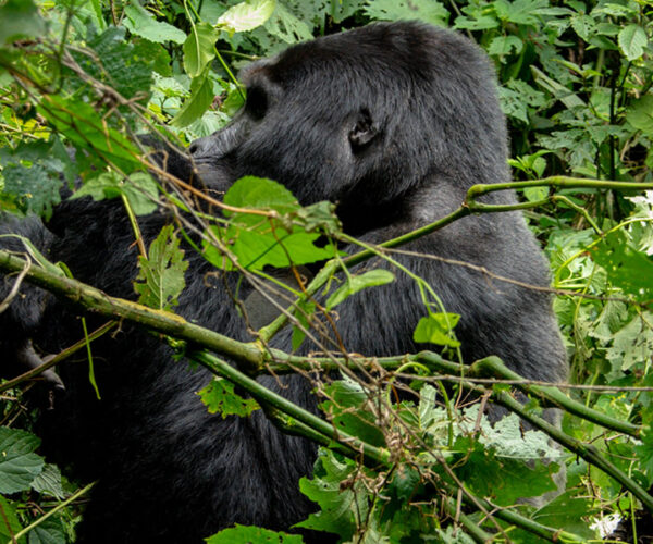 2 Days Rwanda Gorilla Tracking Tour